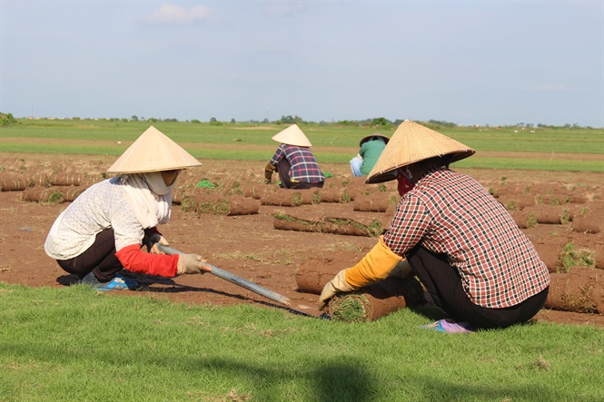 Nam Định: Nổi tiếng với nghề trồng cỏ Nhật