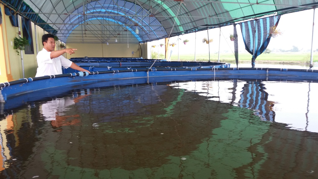 Hải Dương: Mạnh dạn ứng dụng công nghệ sinh học nuôi thủy sản ở ao nổi