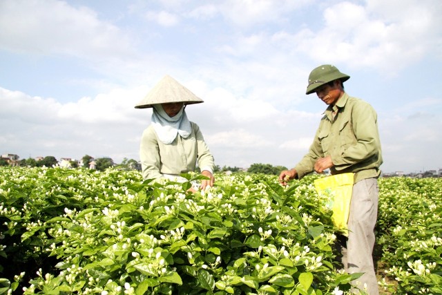 Huyện Sóc Sơn: Nâng giá trị nông nghiệp từ chuyển đổi đất trồng lúa