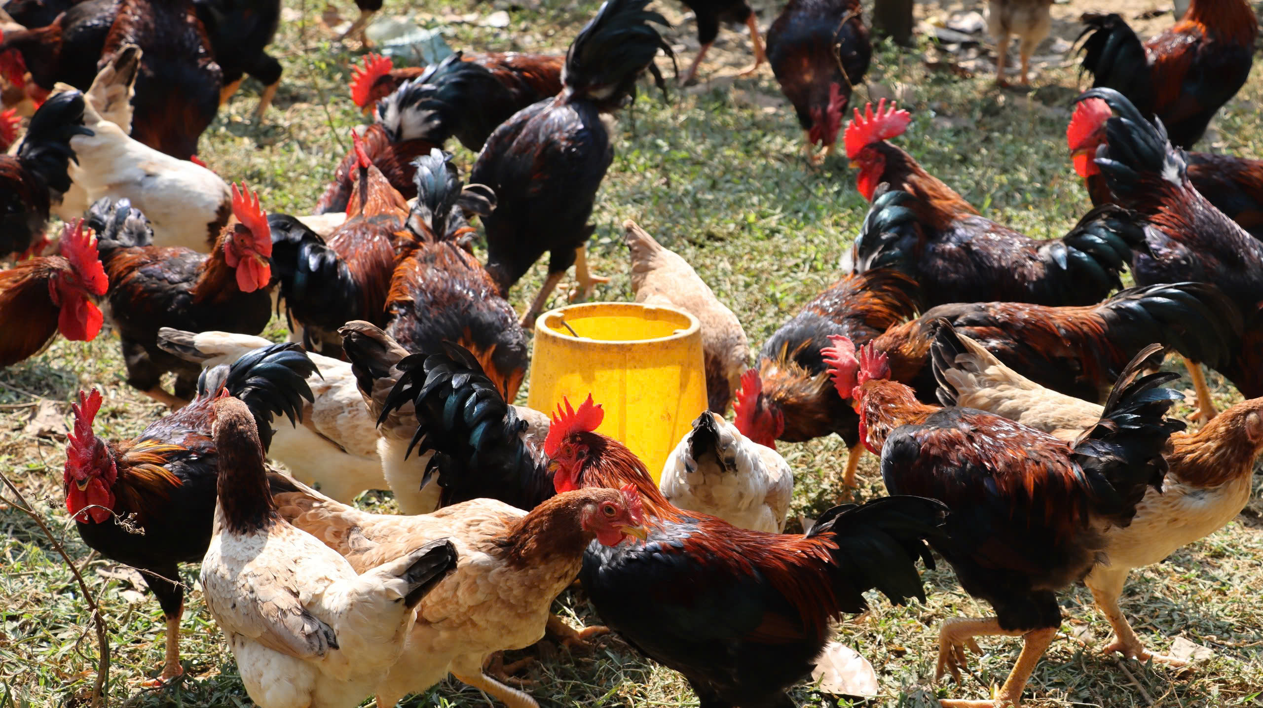 20 phụ gia thức ăn chăn nuôi gia cần bền vững