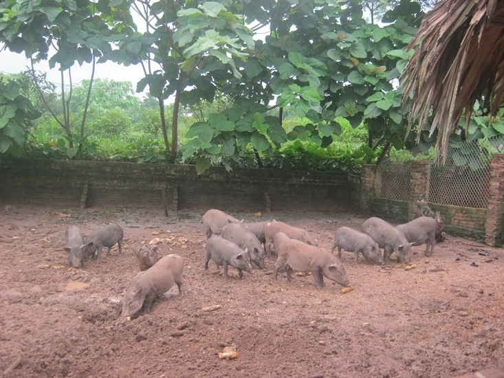 Yên Bái: Nuôi lợn rừng lai theo chuỗi liên kết sản phẩm