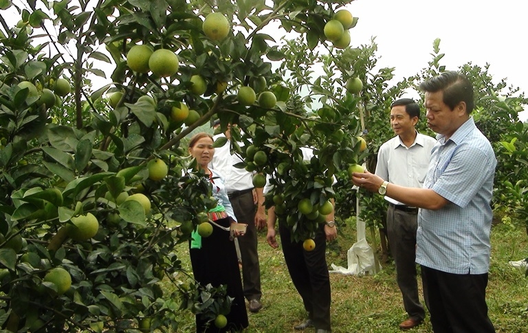 Hòa Bình: Đẩy mạnh phát triển trồng cây ăn quả ở Lạc Thủy