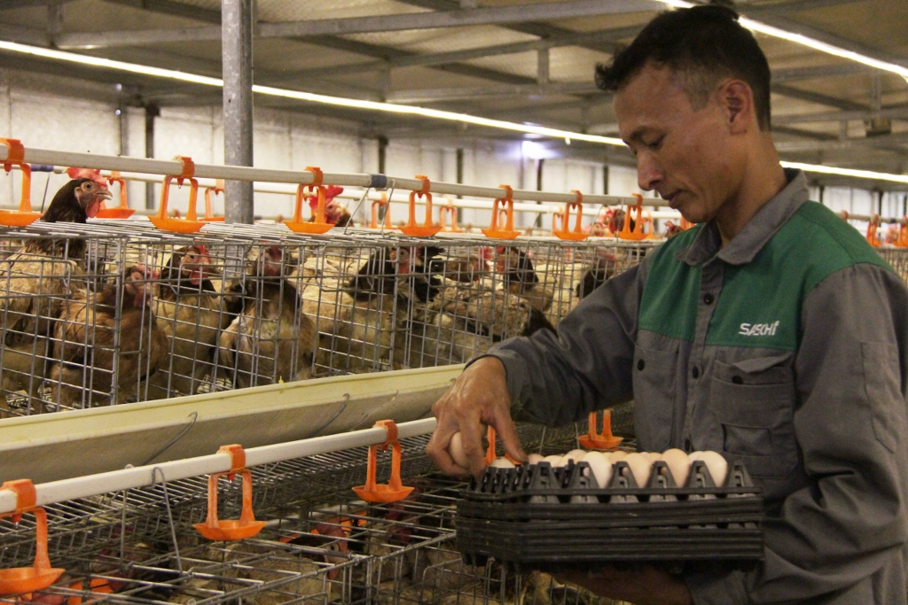 Hà Nam: Hiệu quả từ mô hình nuôi gà ‘xanh’ bằng thảo dược