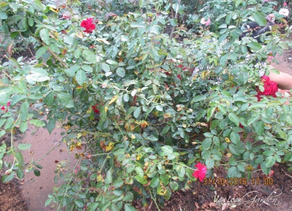Phòng trị bệnh rụng lá hoa hồng vào mùa mưa