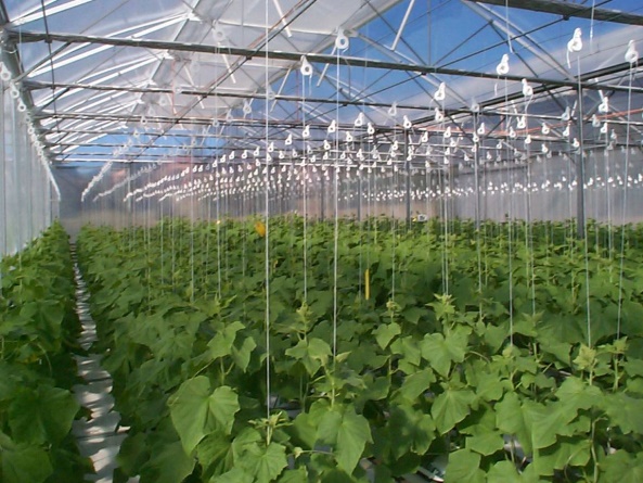 Một số định hướng phát triển nông nghiệp hữu cơ tại Lâm Đồng