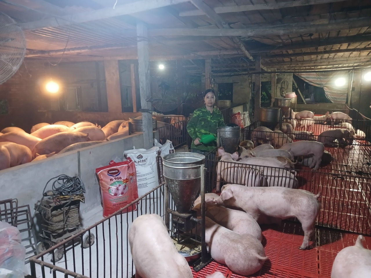 Ba Vì: Làm giàu từ chăn nuôi lợn thương phẩm ở xã Minh Quang