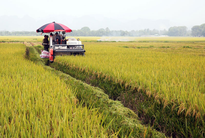 Hiệu quả vùng chuyên canh lúa ở Tam Hưng
