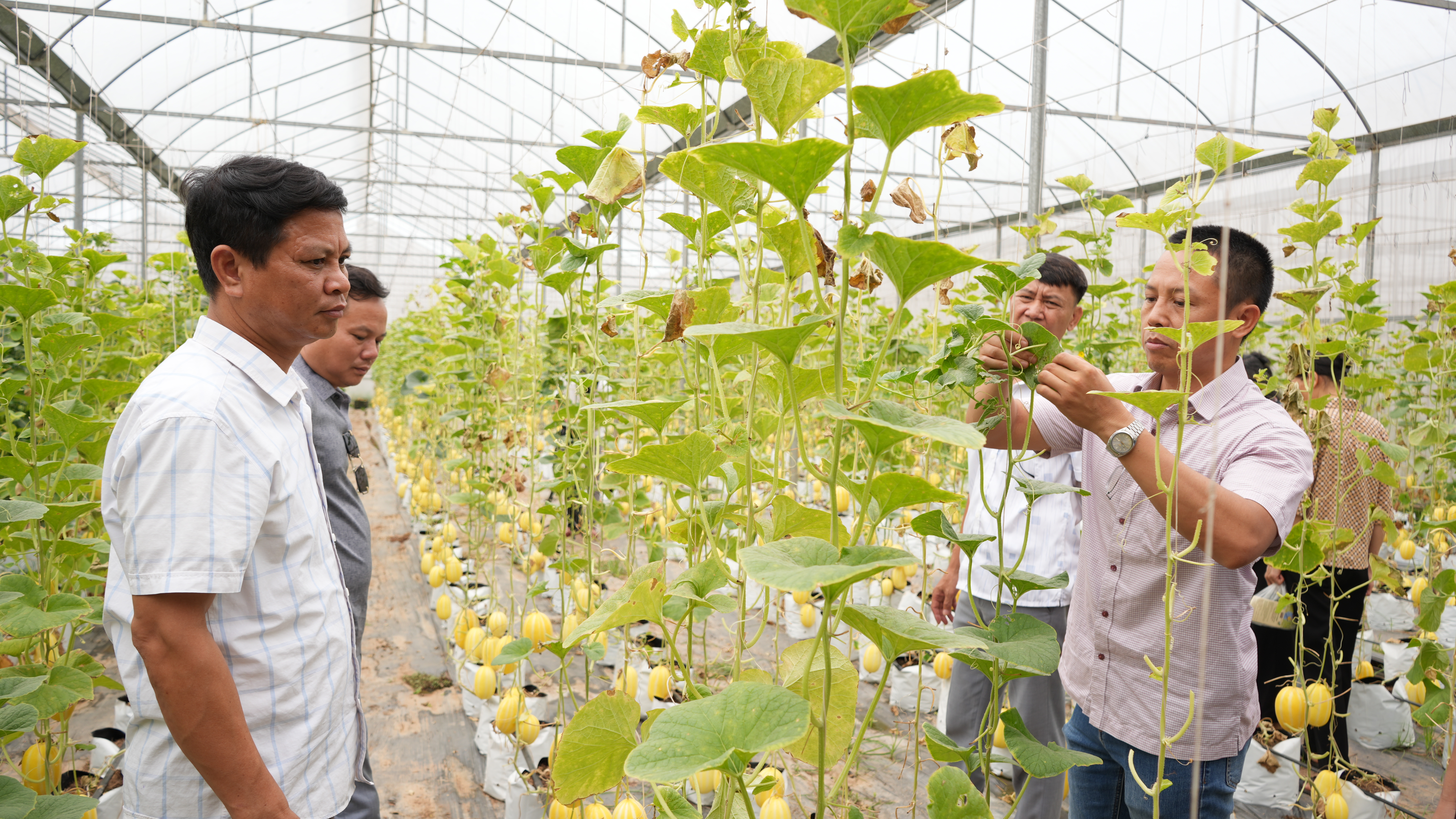 Tổng kết mô hình ứng dụng giá thể để sản xuất dưa thơm trong nhà màng