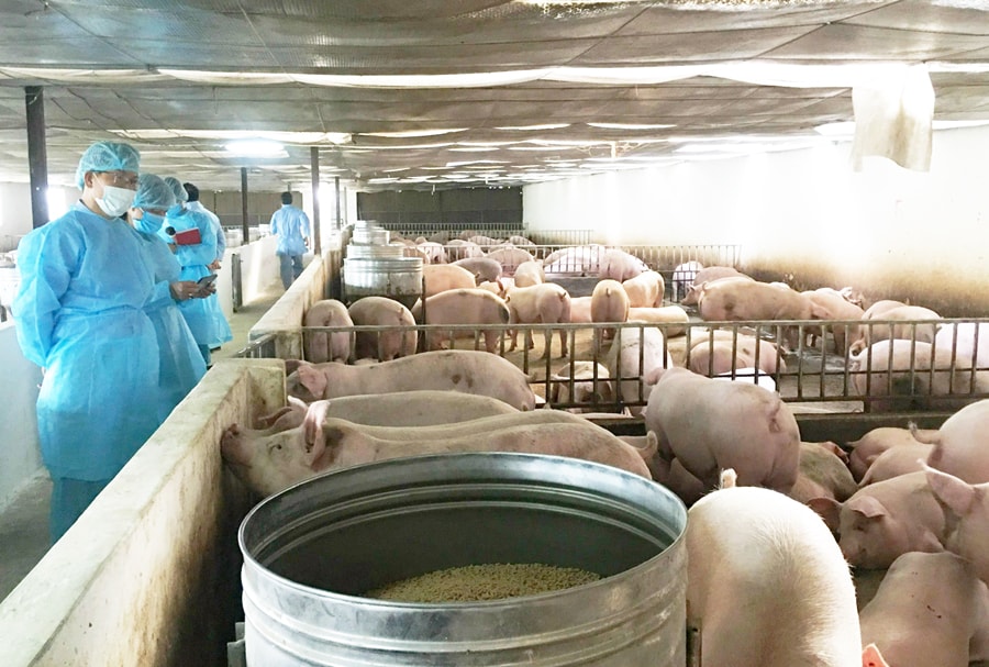 Phòng, chống dịch bệnh gia súc, gia cầm: Kiểm soát từ trang trại tới tiêu thụ sản phẩm