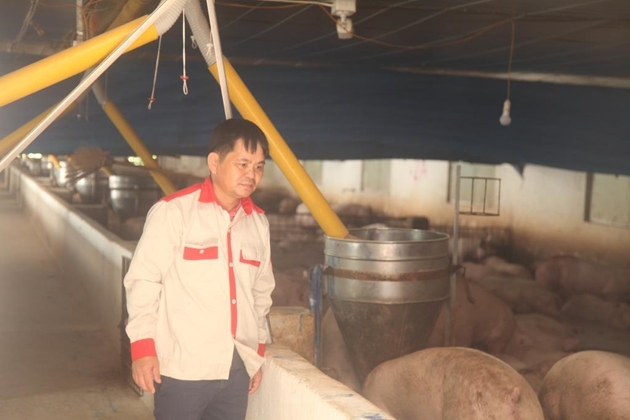 Bắc Giang: Một nông dân nuôi lợn thu tiền tỷ