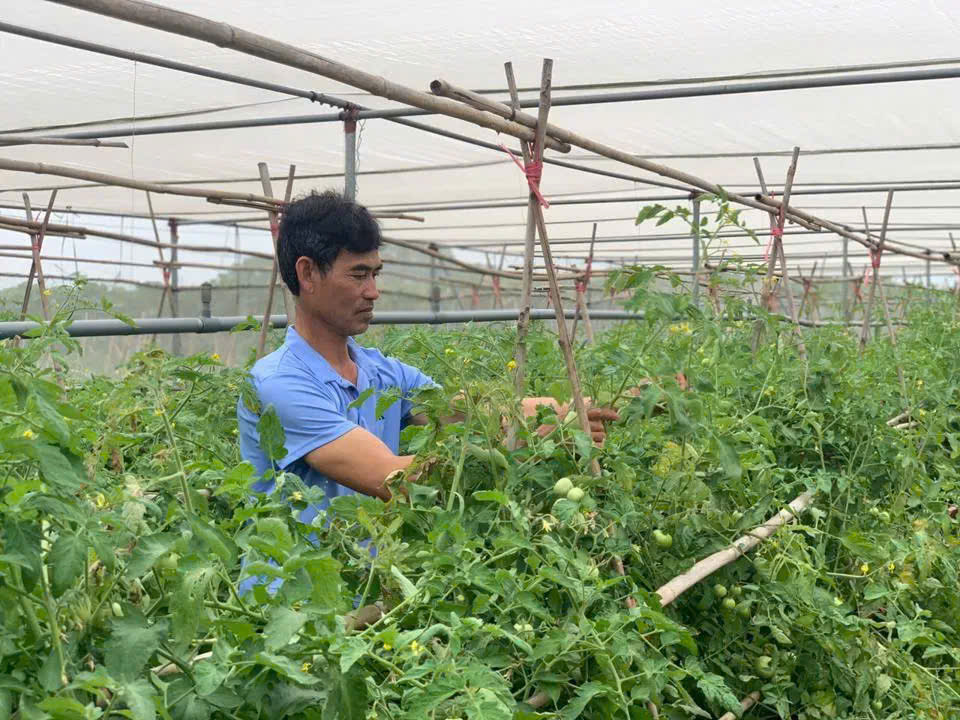 Sản xuất rau an toàn, bền bững