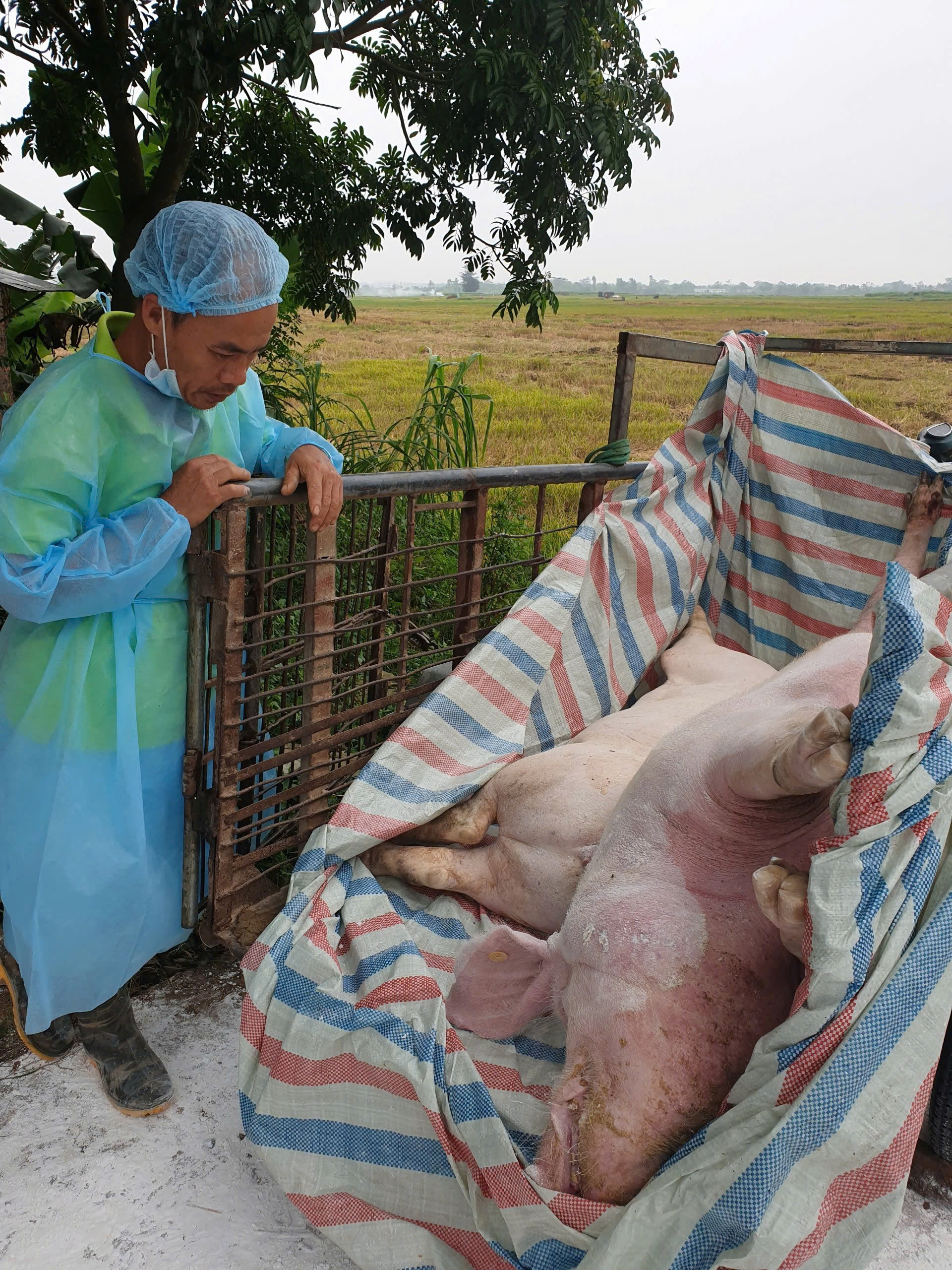 Chính phủ ban hành Nghị định mới về hỗ trợ thiệt hại do dịch bệnh  động vật