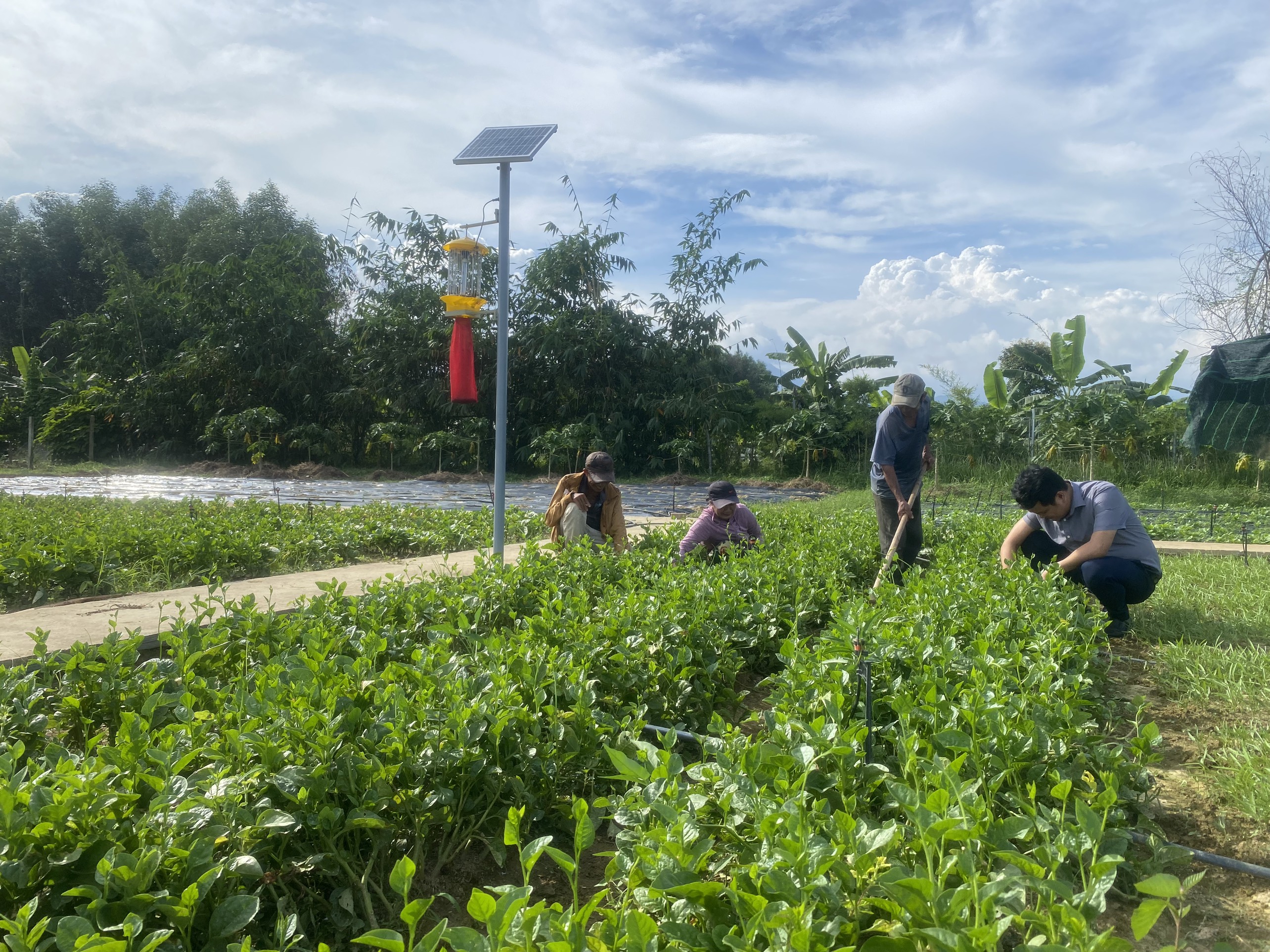 Mô hình sản xuất nông nghiệp hữu cơ, tuần hoàn, nông nghiệp thông minh kết hợp du lịch sinh thái tại Đà Nẵng