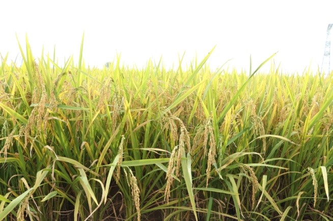 Nhật Bản sẵn sàng hợp tác nâng cao thương hiệu cho gạo Việt Nam