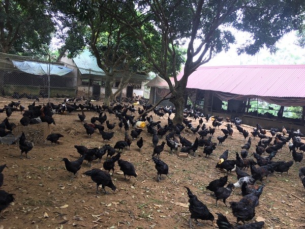 Thịt gà đen H'mông: Sản phẩm OCOP 4 sao của huyện Quốc Oai
