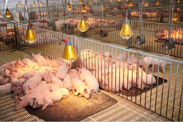 Chiến lược dinh dưỡng để chồng còi cọc ở lợn con