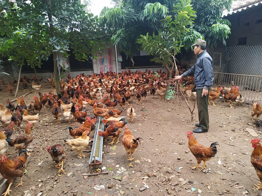 Bắc Giang: Hiệu quả mô hình chăn nuôi gà lông màu an toàn sinh học gắn với tiêu thụ sản phẩm