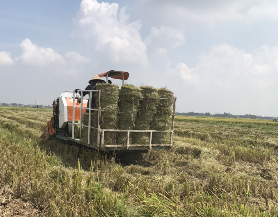 UBND huyện Ba Vì: Chỉ đạo công tác thu hoạch lúa mùa