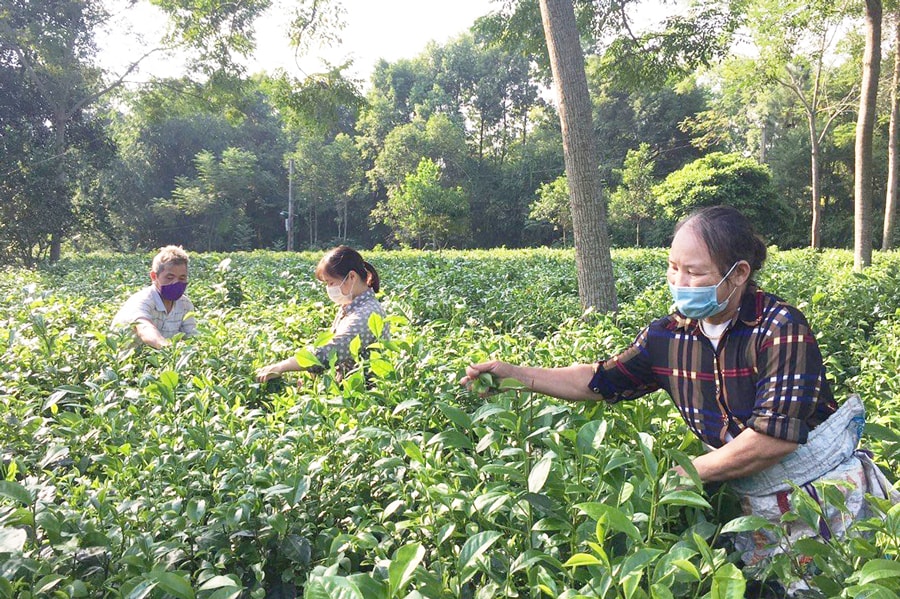 Hà Nội đánh thức “vàng xanh” từ vùng chè chất lượng cao