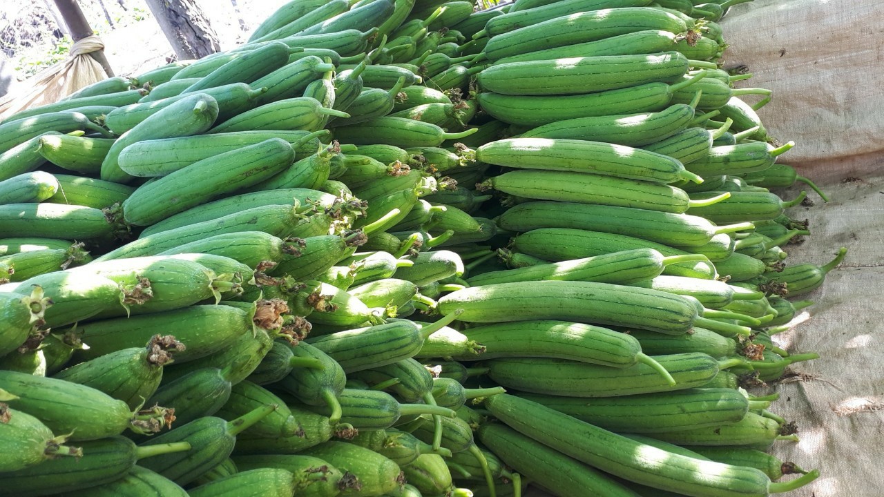 Hợp tác xã Sơn Du thành công bước đầu về phát triển trồng rau sạch