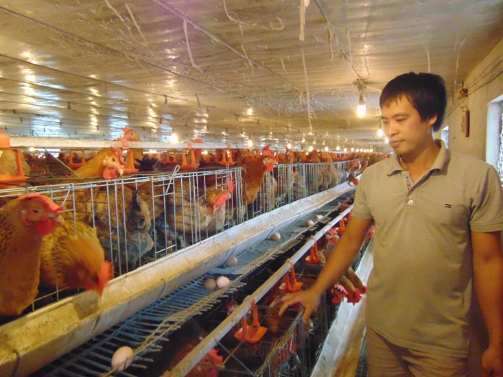 Bắc Giang: Nuôi gà đẻ trứng bảo đảm an toàn dịch bệnh cho hiệu quả cao