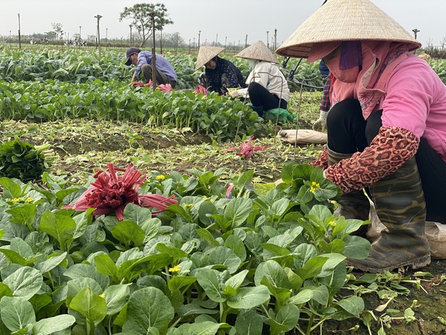 Nông dân Hà Nội làm giàu từ rau màu vùng đất bãi