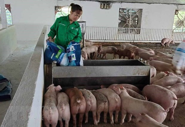Gương nông dân Việt Nam xuất sắc: Nữ tỷ phú nuôi lợn ở tỉnh Vĩnh Phúc