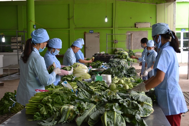 Phát triển chuỗi nông sản an toàn: Hà Nội đi đầu cả nước