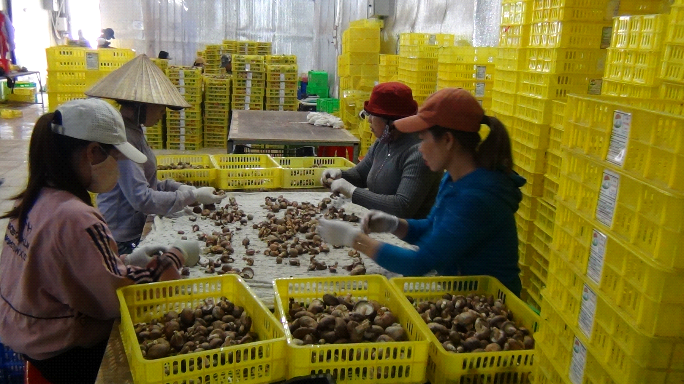 Phát triển mô hình trồng nấm hương tại xã Tà Hine