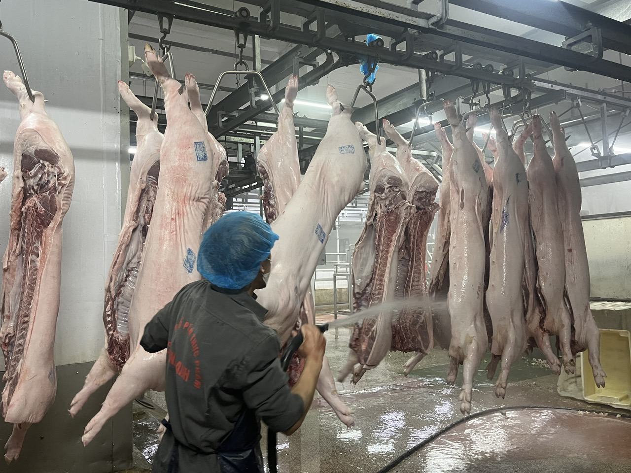 Chính sách hỗ trợ giết mổ tập trung: Đòn bẩy quan trọng nâng cao an toàn thực phẩm và phát triển chăn nuôi bền vững