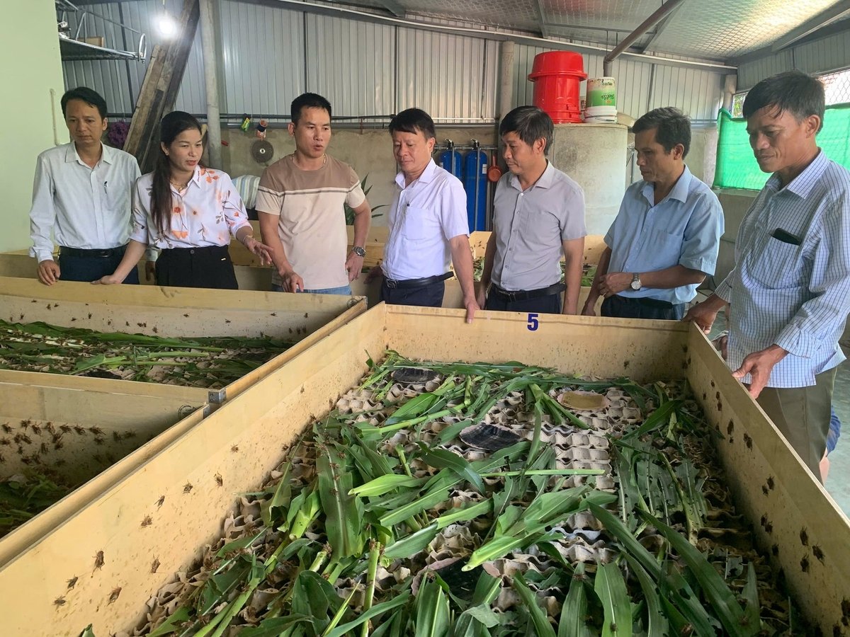 Nuôi dế, dễ làm giàu