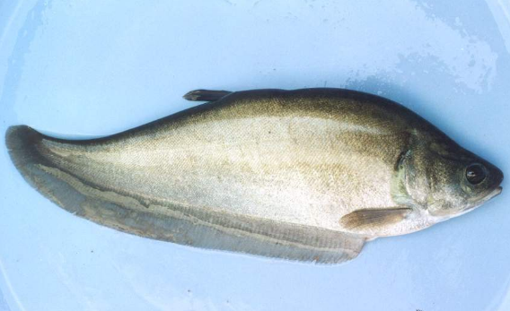 Kỹ thuật nuôi cá thát lát thương phẩm trong ao đất