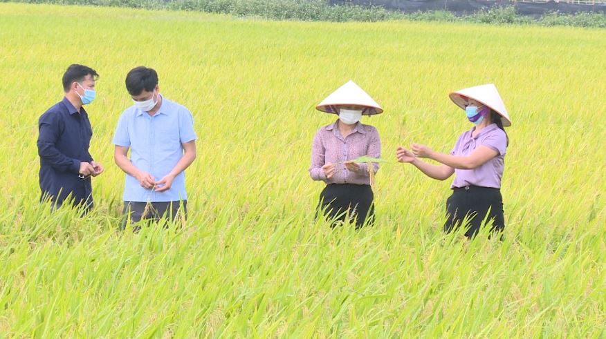 Huyện Phúc Thọ phấn đấu tăng trưởng ngành nông nghiệp hơn 4% năm 2021