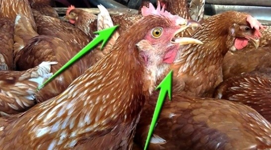 Bệnh viêm thanh khí quản truyền nhiễm trên gà
