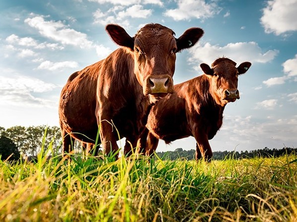 Người chăn nuôi bò thịt tìm kiếm các giải pháp thay thế thức ăn khi chi phí sản xuất tăng cao