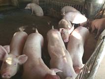 Hải Dương: Thành công với mô hình nuôi lợn sạch bằng thảo dược