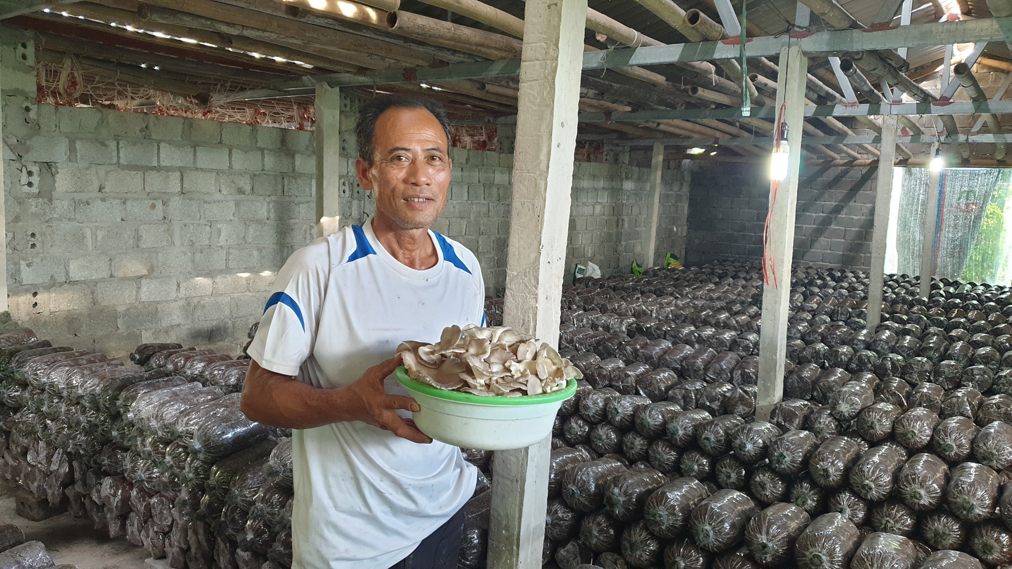 Ninh Bình: Sản xuất nấm bào ngư xám, mỗi tháng thu lãi 50 triệu