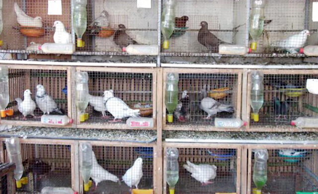 Khoa học kỹ thuật Kỹ thuật nuôi chim bồ câu nhốt chuồng