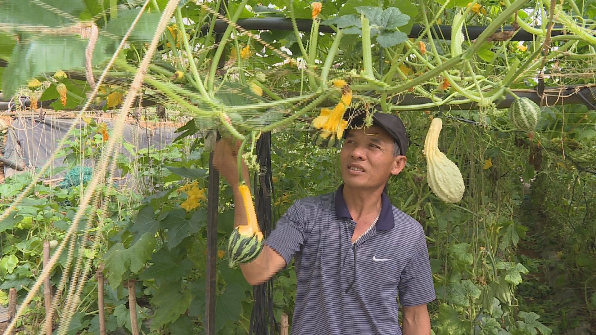 Xen canh mang lại lợi ích kép cho nông dân Lâm Đồng