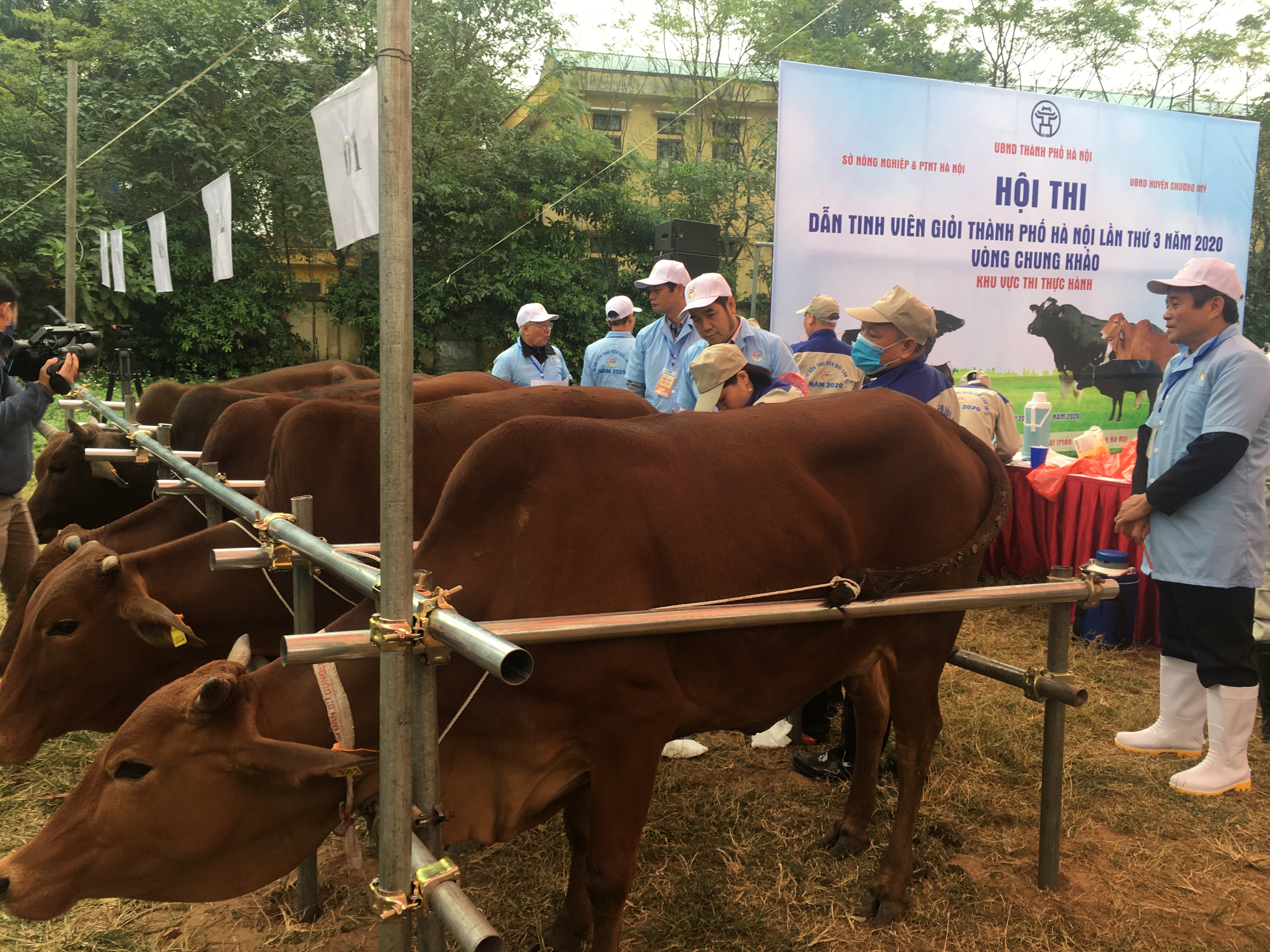 Thực trạng và giải pháp phát triển chăn nuôi  bò sữa, bò thịt thời gian tới tại Hà Nội