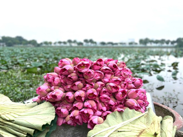 Trà sen: Món quà tinh hoa từ làng nghề Thủ đô