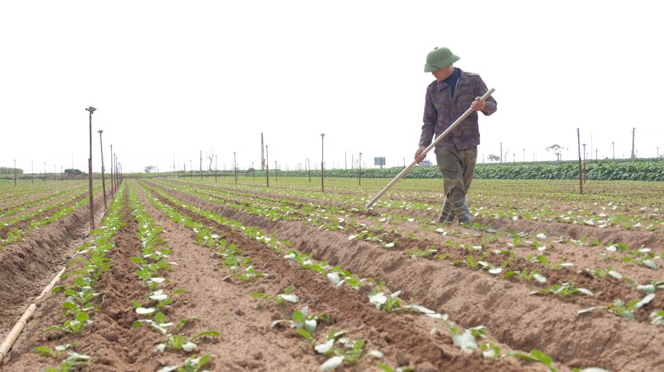 Hà Nội sẽ chuyển đổi hơn 3.800 ha cây trồng trên đất lúa trong năm 2023