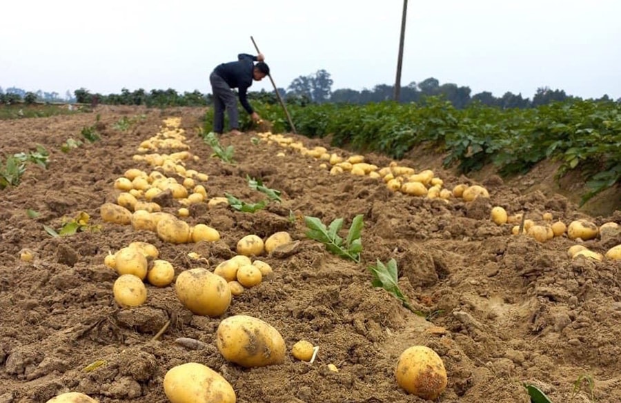 Đông Anh thúc đẩy chuyển dịch cơ cấu kinh tế