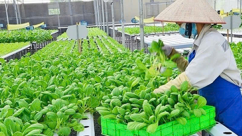 Hà Nội cơ cấu lại ngành nông nghiệp ứng phó biến động thương mại  toàn cầu