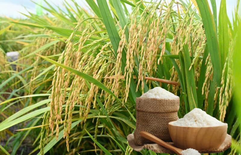 Thông qua nội dung Bản ghi nhớ hợp tác thương mại gạo Việt Nam – Singapore