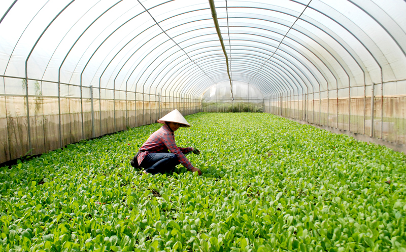 Hà Nội mở rộng xây dựng vùng nông nghiệp an toàn