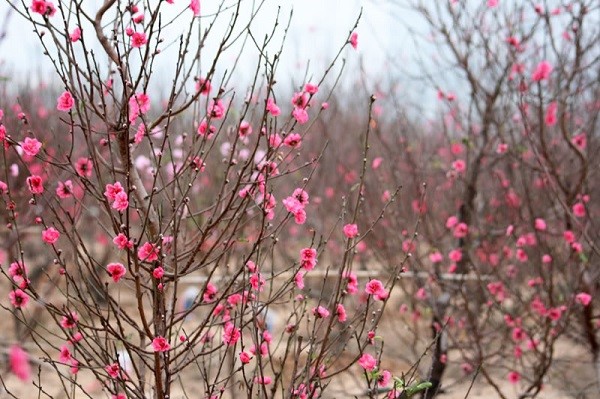 Phát triển vùng trồng cây hoa đào tại xã Kim Hoa