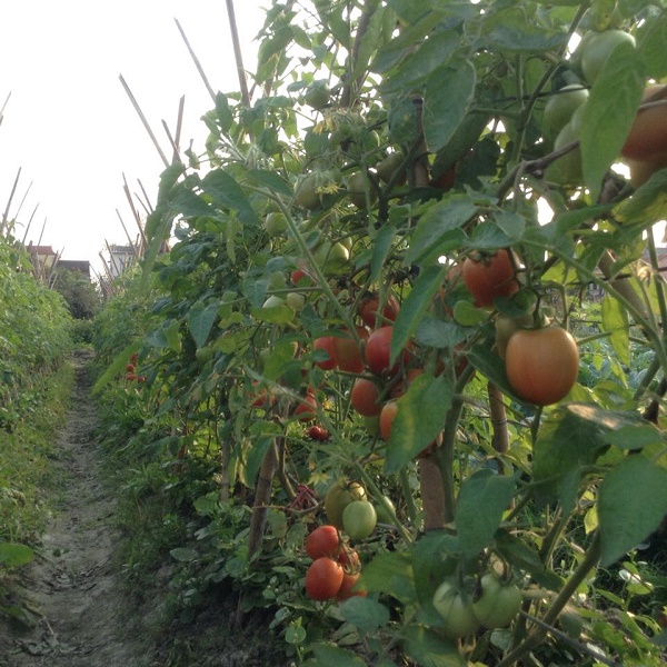 Đông Anh: Nhân rộng mô hình sản xuất rau hữu cơ hiệu quả