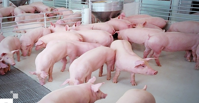 Giá thịt lợn Thái Lan cao nhất 10 năm