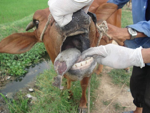 Biện pháp phòng, chống bệnh lở mồm long móng đối với gia súc